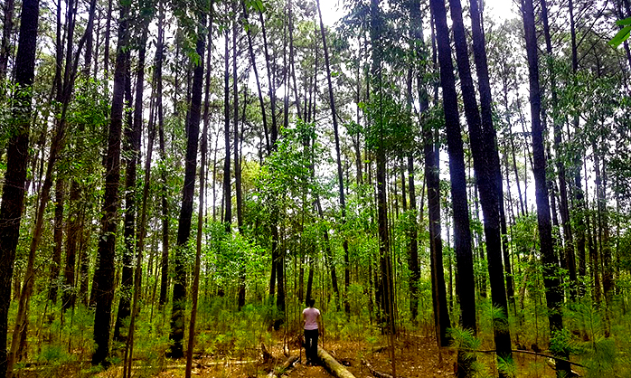 Flona e Parque Nacional de Brasília vão a leilão. Entenda o que